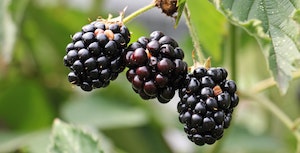 berries-blackberries-blur-134581